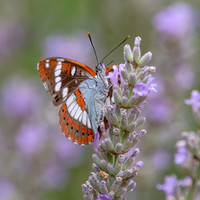 White admiral