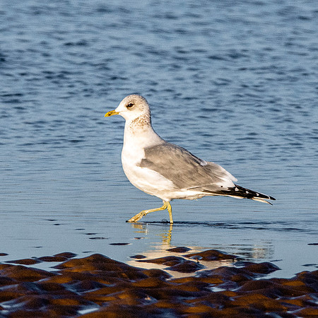 Common gull