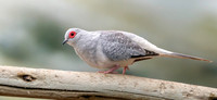 Diamond dove