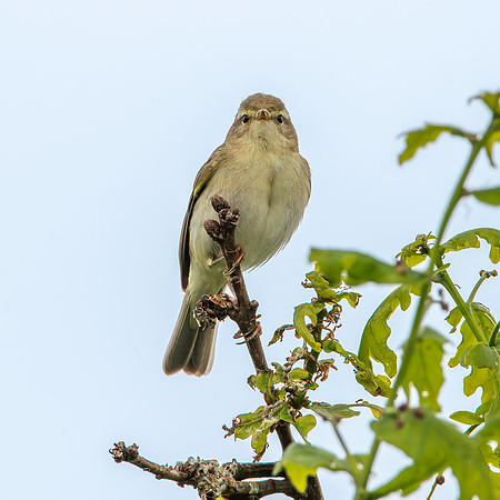 Willow warbler