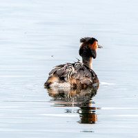Great crested grebe