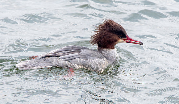Goosander female