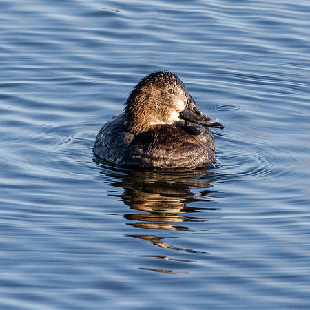 Common pochard, female