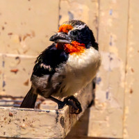 Black spotted barbet