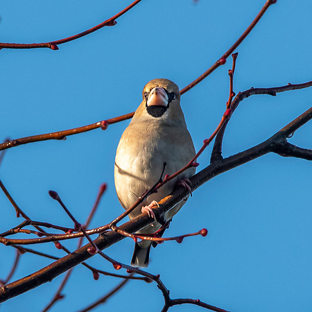 Hawfinch