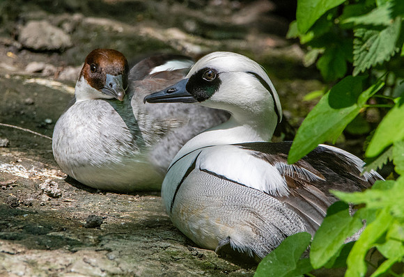 Smew, male and female