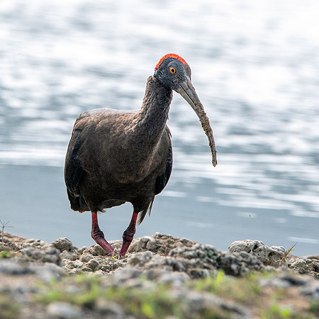 Red naped ibis