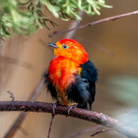 Crimson hooded manakin