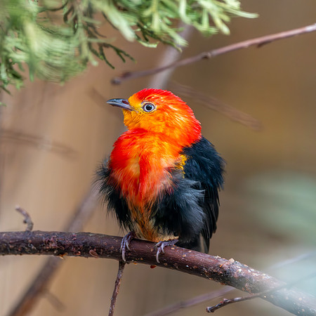 Crimson hooded manakin