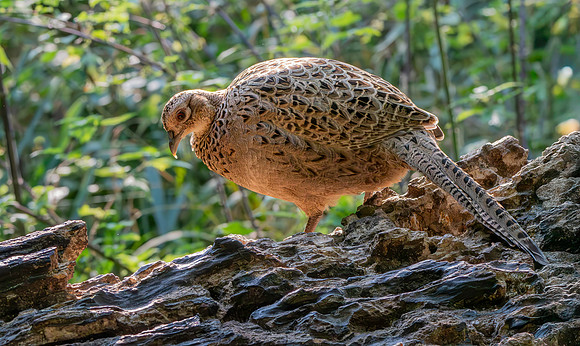 Common pheasant, female