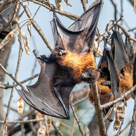 Indian Flying Fox