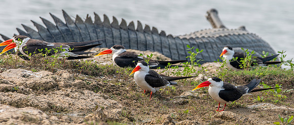 Indian skimmer