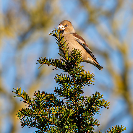 Hawfinch, male