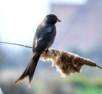 Black drongo