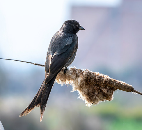 Black drongo