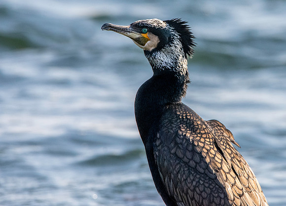 Great cormorant