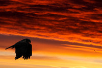 Marsh harrier