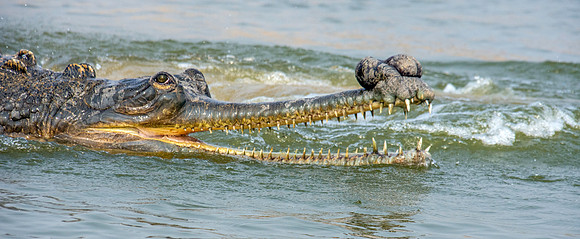 Gharial