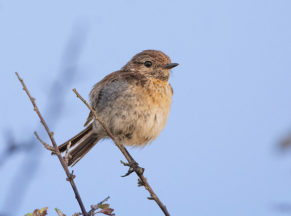 Stonechat