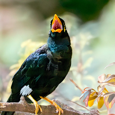 Common hill myna