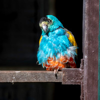 Golden shouldered parrot