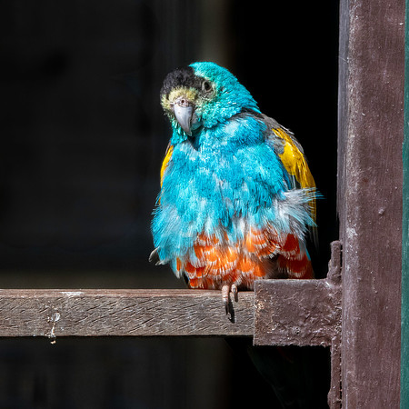 Golden shouldered parrot