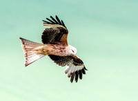 Red kite, flying
