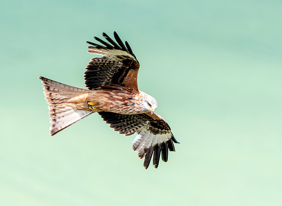 Red kite, flying