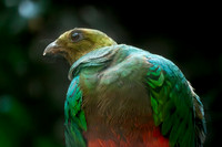 Golden headed quetzal