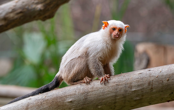 Silvery marmoset