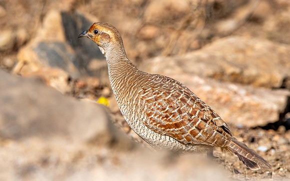 Grey francolin