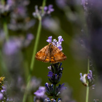 Burnet companion