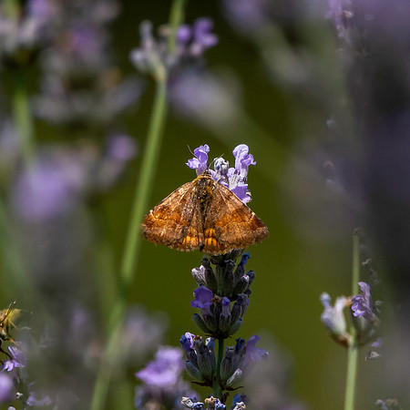 Burnet companion