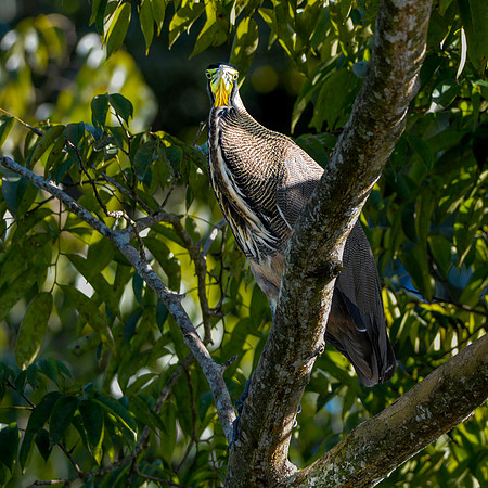 Bare throated tiger heron