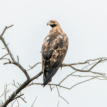 Imperial Eagle (Eastern)