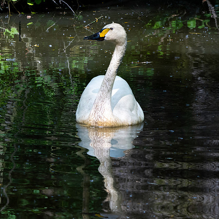 Bewick's swan
