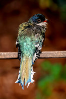 Cuban trogon