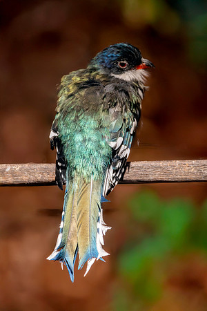 Cuban trogon