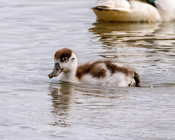 Common shelduck juvenile