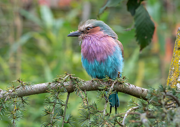 Lilac breasted roller