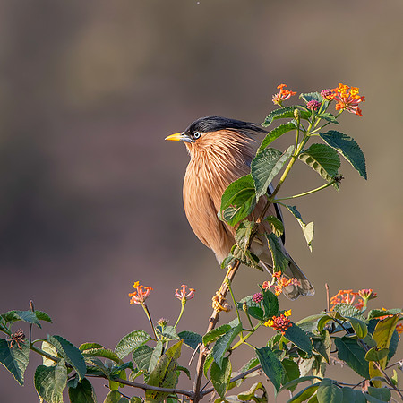 Brahminy starling / myna