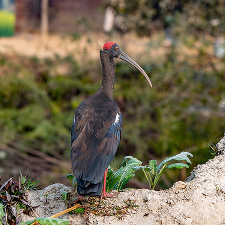 Red naped ibis