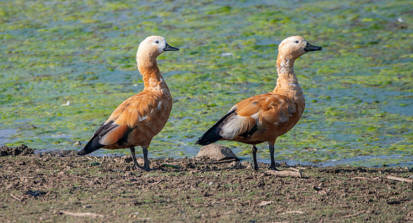 Ruddy shelduck / Brahminy duck