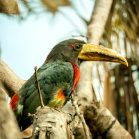 Ivory billed aracari