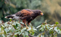 Harris Hawk