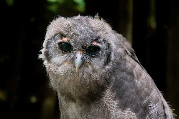 Verreaux's eagle owl