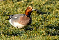 Eurasian wigeon