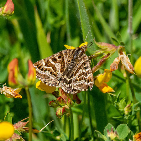 Mother Shipton moth