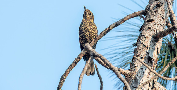 Chestnut bellied rock thrush