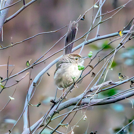 Jungle prinia